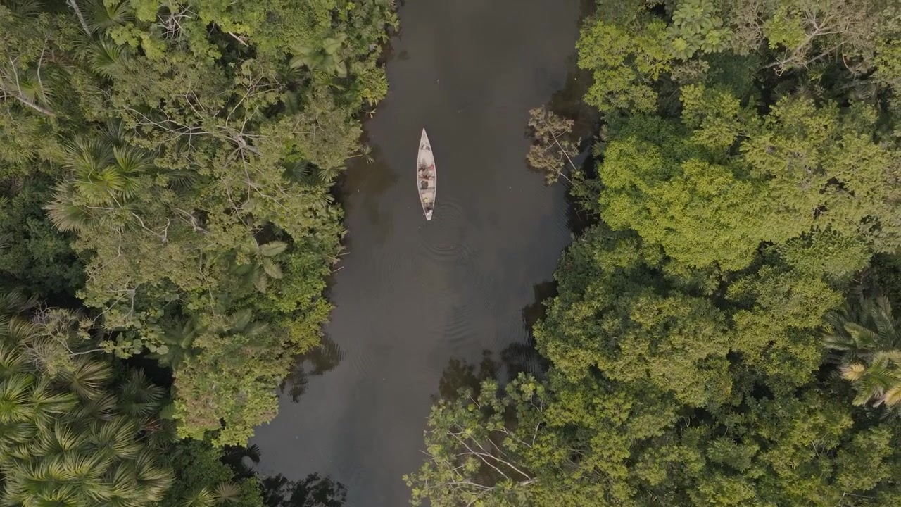 La vista aerea mostra la ricca biodiversità, la vibrante chioma verde e le acque tranquille, fornendo una prospettiva perfetta di uno degli ecosistemi più vitali e maestosi del mondo.