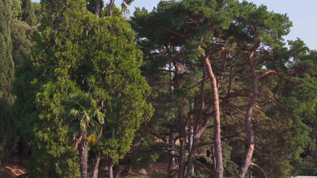 Arbres verts luxuriants sous le soleil, feuillage dense dans un cadre de jardin méditerranéen