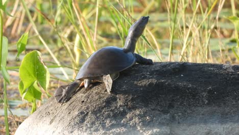 Tortoise-in-rock-pond-area-