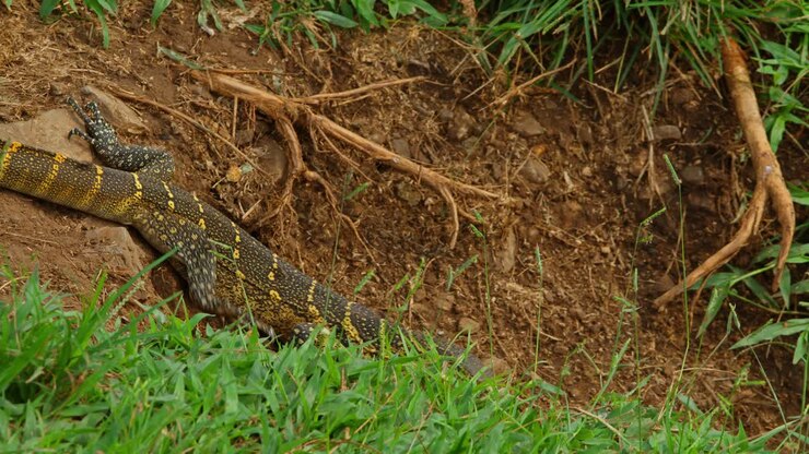 Nijlvaraan Varanus niloticus kruipt over de grond, gaat op in het groene gras, de droge aarde en wortels, en toont zijn huid met patroon in de wilde habitat van de rivier de Nijl, Oeganda, Afrika