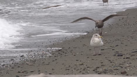 gaviota gris vuela, aterriza junto a las olas rompiendo en la playa cerca de gaviota blanca