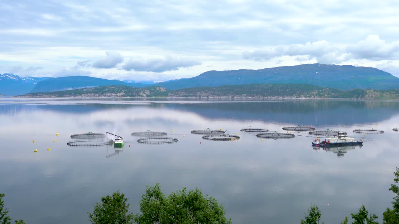 연어 농장  ⁇ 시