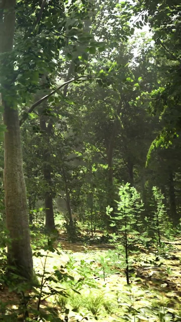 Scena naturale con alberi e piante in una foresta durante le ore diurne.
