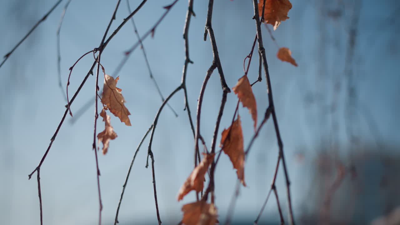 close up of dried brown leaves hanging from bare winter branches, soft sunlight filtering through blurred background of snowy urban park, capturing contrast of fragile foliage and crisp sky
