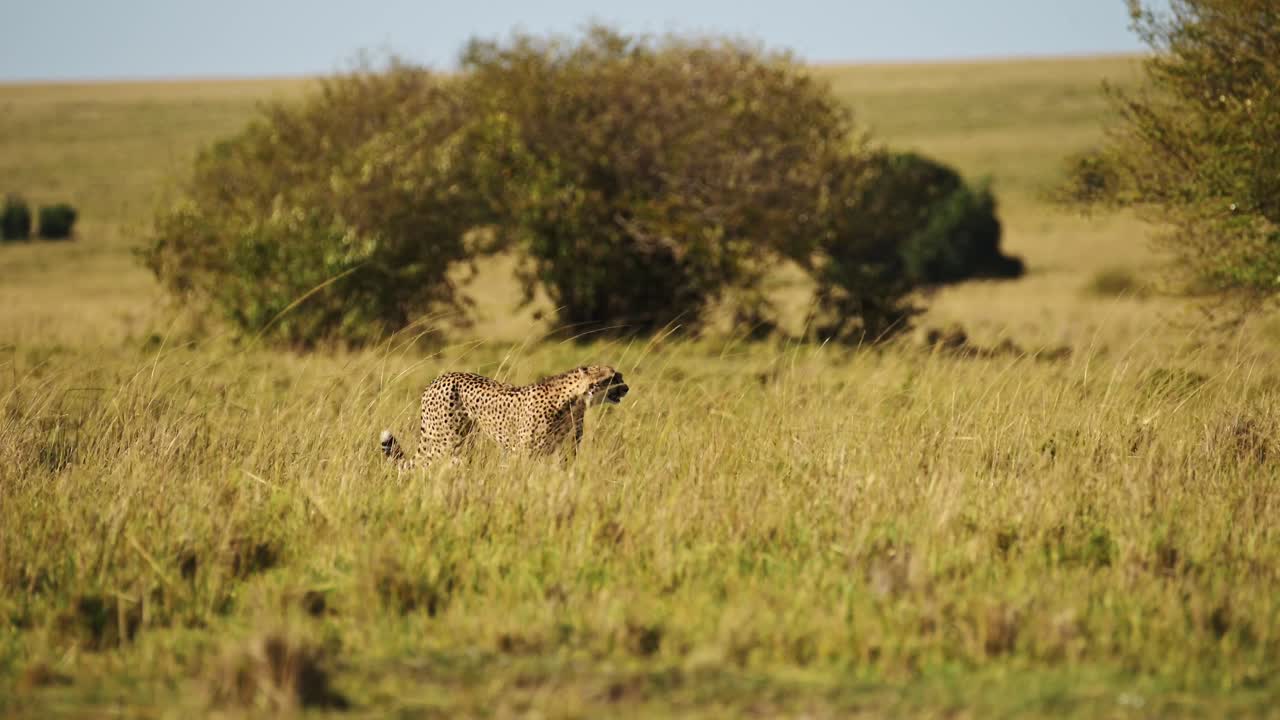 gepardo masai mara caminando en la larga hierba de la sabana, safari africano animal salvaje en las hierbas de la sabana en masai mara, kenia en áfrica, depredador de gato grande merodeando por las llanuras de las praderas