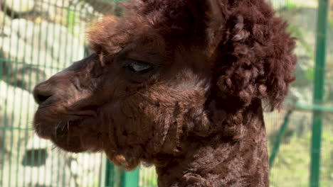 Macro-close-up-of-sweet-brown-alpaca-head-looking-around-during-sunny-day