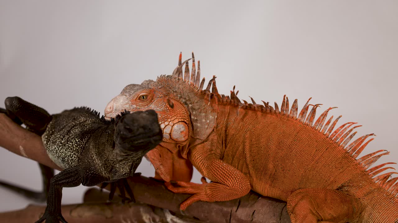 Un'iguana rossa e un'iguana nera interagiscono su un ramo su sfondo bianco