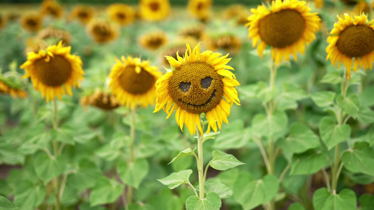 Sunflower with the holes in a shape of eyes and smiling mouth. Plenty of seed flowers in the agricultural farmlands. Blurred backdrop.