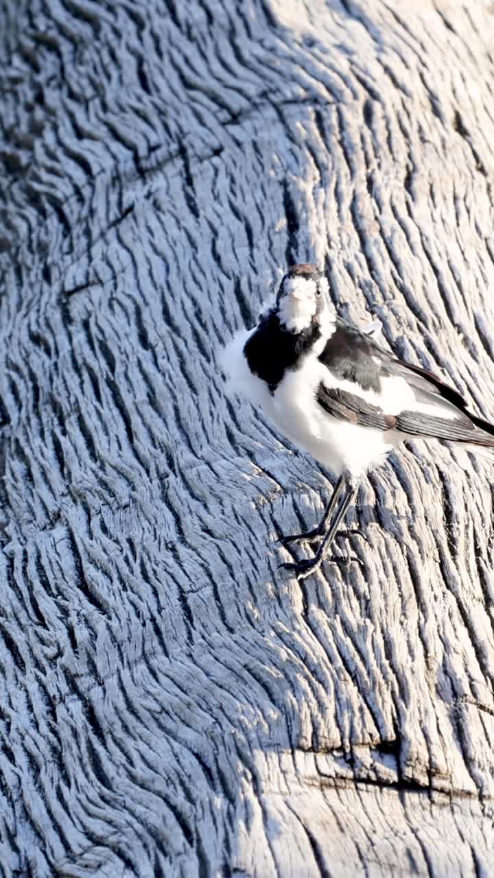 un pájaro se mueve a lo largo de un tronco con el tiempo.
