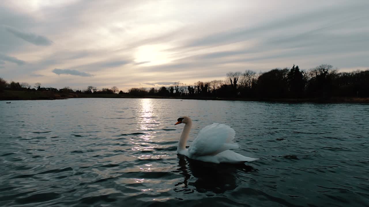 toma en cámara lenta de un cisne blanco nadando en un lago, girando hacia la cámara con la puesta de sol en el fondo