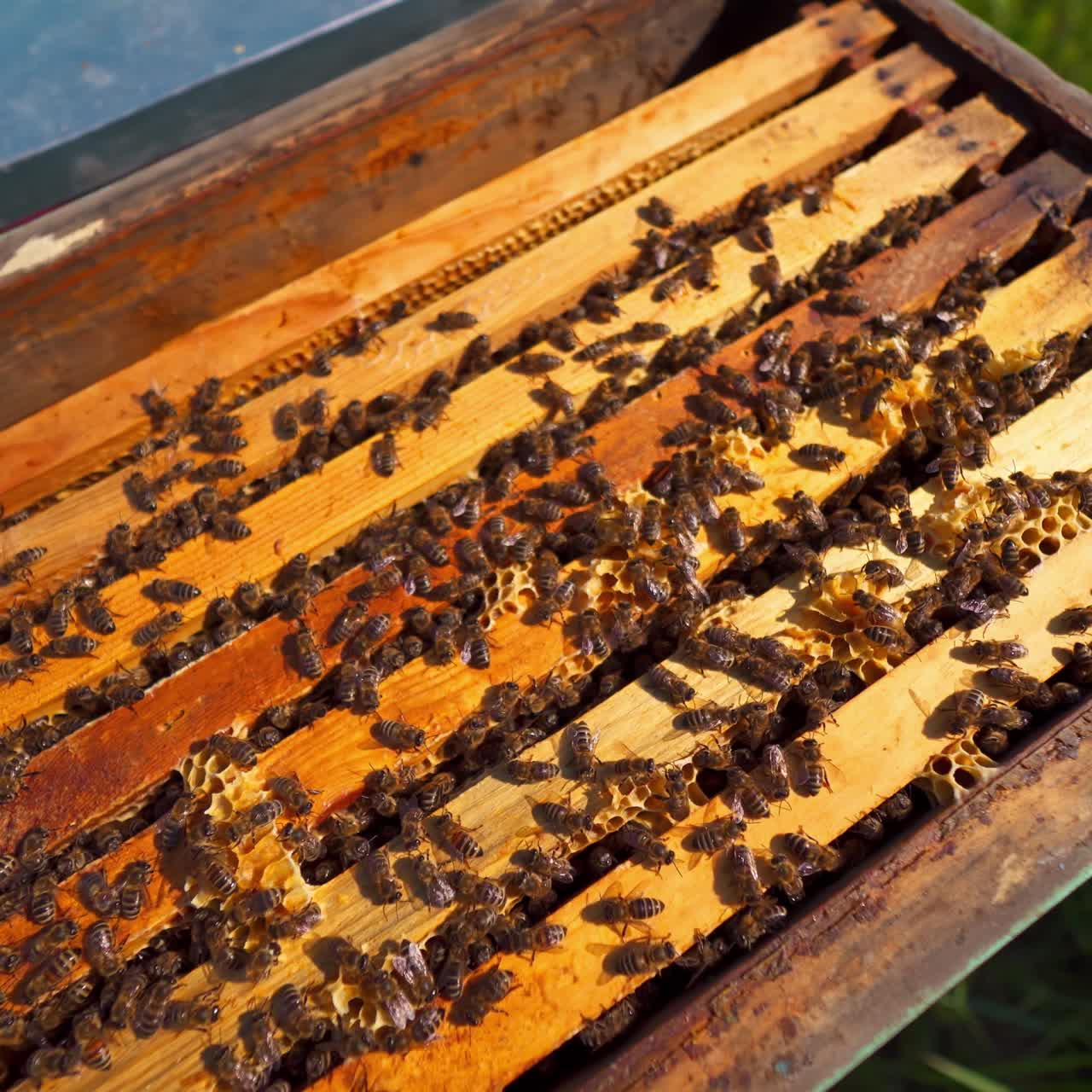 Beehive with bees. Busy bees crawling on wooden frames inside the hive. Beehive on green grass. Top view. Apiculture.
