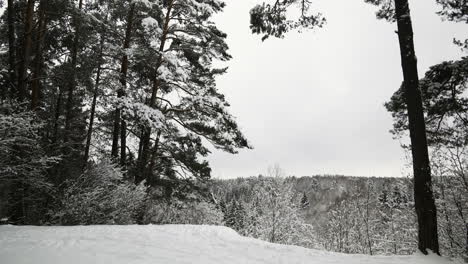 snow-covered forest