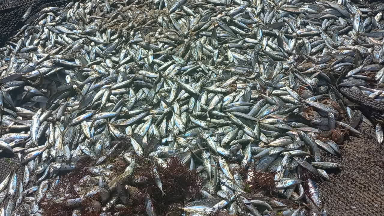 Large quantity of small fish caught with trawl nets in the sea