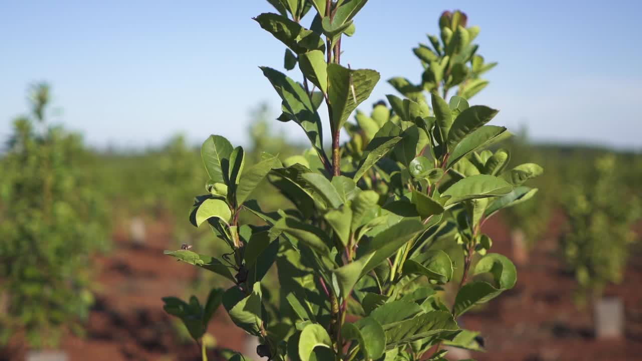 clip derecho de la planta de yerba mate que crece en una plantación comercial, argentina