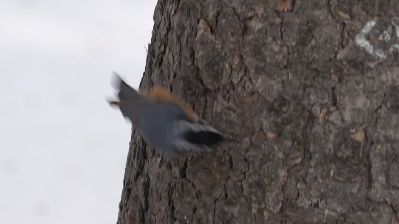⁇ 은 가 ⁇ 의  ⁇ 새 가 나무 줄기 에서 맛있는 맛 을 찾고 있다