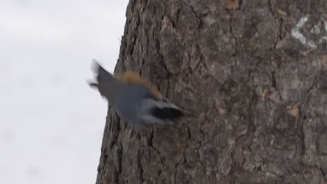 A-Red-breasted-Nuthatch-bird-searches-for-a-tasty-treat-on-a-spruce-tree-trunk