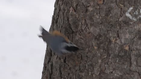 Ein-Rotbrüstiger-Kleibervogel-Sucht-Auf-Einem-Fichtenstamm-Nach-Einem-Leckerbissen