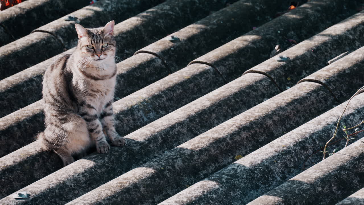 Striped cat standing on an old roof while looking around