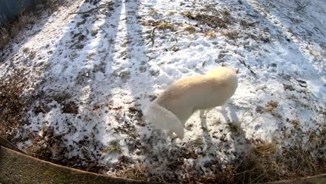 SLOW-MOTION---White-husky-dog-jumping-up-onto-a-fence-in-a-backyard-of-a-home