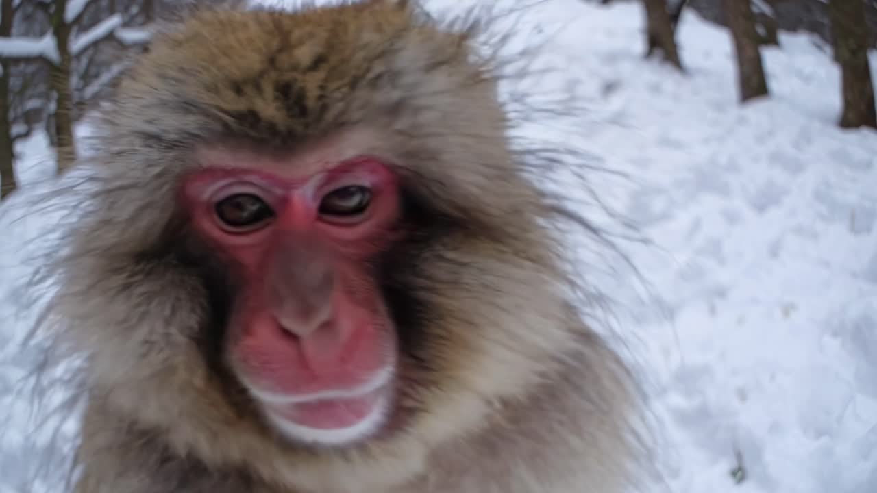 Snow monkey close-up gaze
