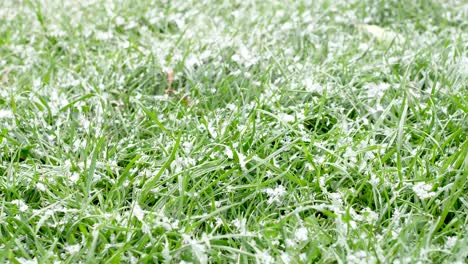 snow is falling on grass