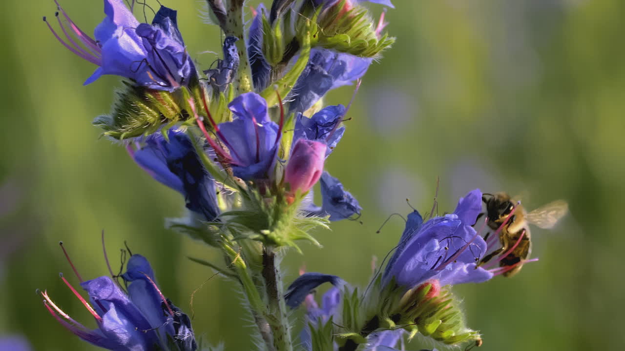 primer plano de las flores azules vibrantes