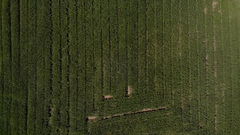 Vista-Aérea-De-La-Carretera-Rural-Con-Camiones-Que-Viajan-Con-Maizales-Y-árboles-Que-Rodean-Un-Agradable-Día-Soleado