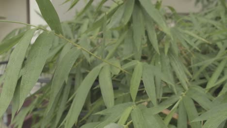 Plantas-Verdes-Que-Se-Ven-Hermosas-Después-De-Empaparse-De-Lluvias-Matutinas