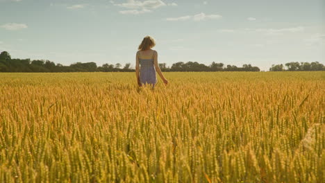 Woman-hand-touching-wheat-field.-Woman-walking-away-in-agricultural-field