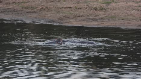 Hippos-moving-around-in-waterhole,-Kruger-National-Park