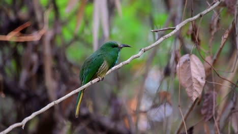 el abejaruco de barba azul se encuentra en la península de malaya, incluida tailandia, en claros de bosques particulares
