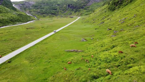 car driving through lush green mountain valley and heading for vikafjell mountain crossing in western norway - cattle grazing close to road in foreground