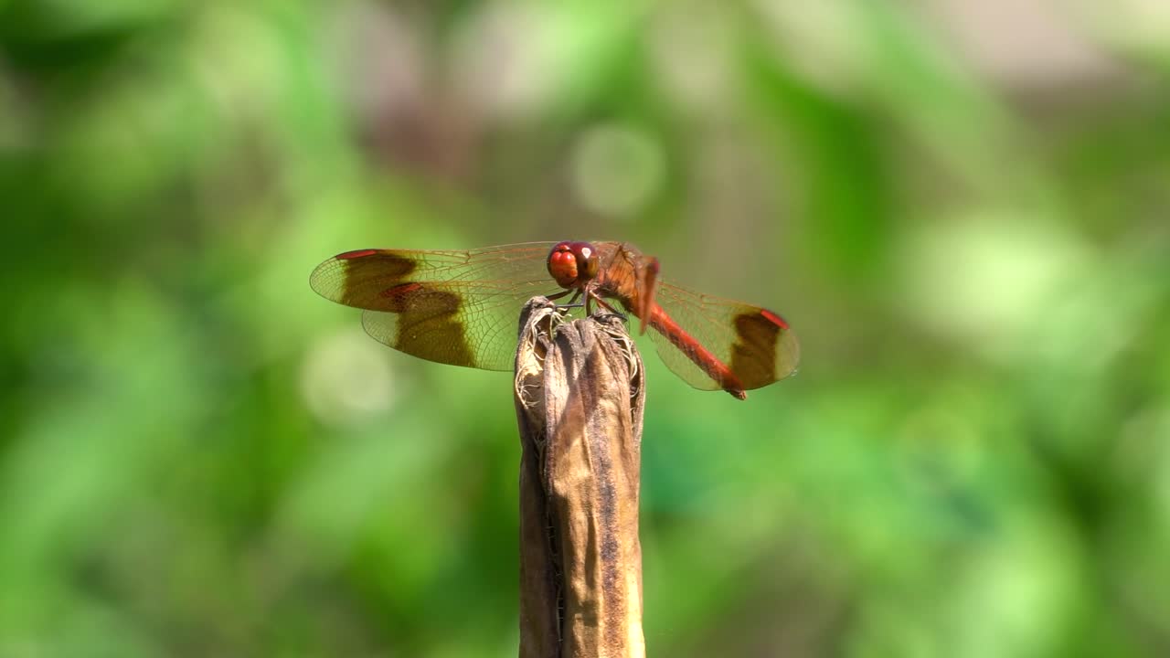 petardo skimmer libélula roja encaramada en el tallo de la planta podrida con vientos temblando bajo la brisa, corea del sur, ciudad de geumsan