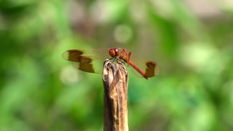 Petardo-Skimmer-Libélula-Roja-Encaramada-En-El-Tallo-De-La-Planta-Podrida-Con-Vientos-Temblando-Bajo-La-Brisa,-Corea-Del-Sur,-Ciudad-De-Geumsan