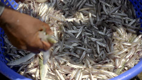 fresh anchovy fish shuffling in fish harbour