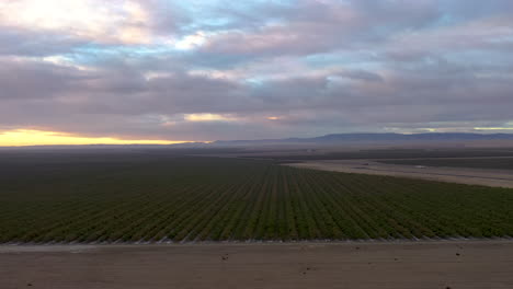 Vista-Aérea-De-Huertos-Y-Campos-Agrícolas-En-El-Centro-De-California