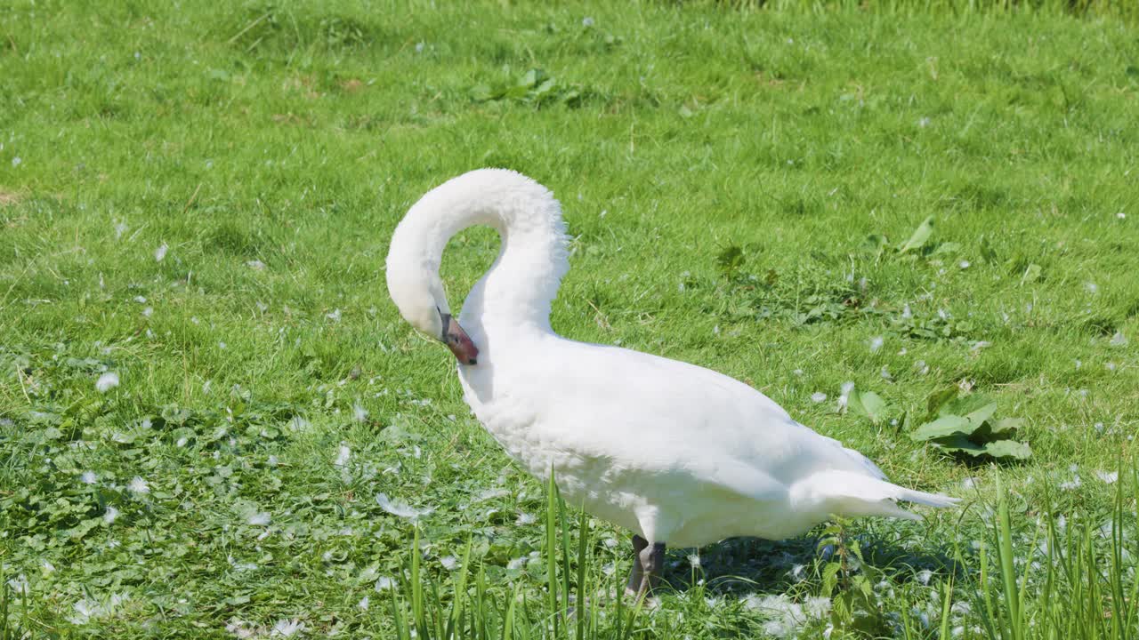 White mute swan cleans plumage in bright daylight, standing on lush grassy field, static shot