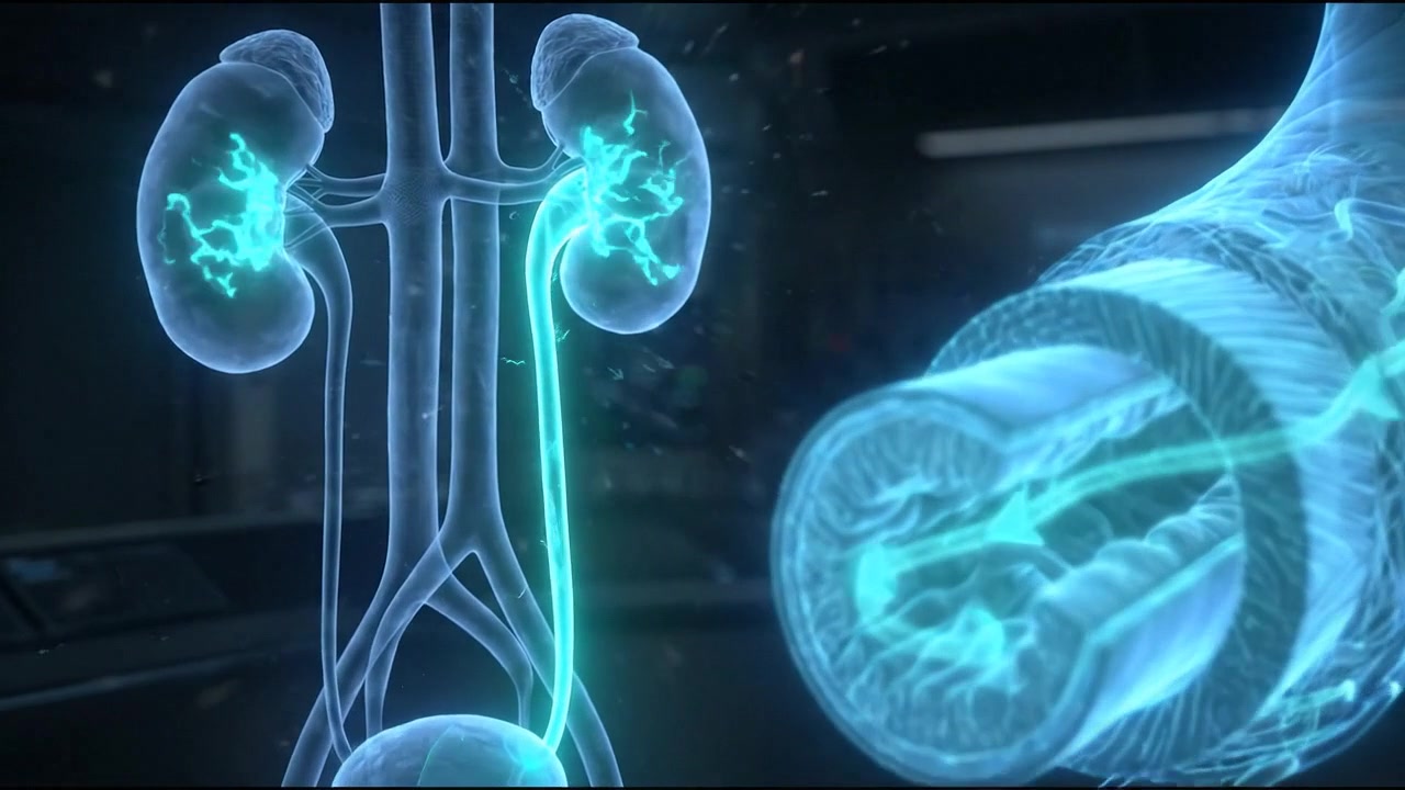 Futuristic medical scan comparing human kidney with vascular and bone structures