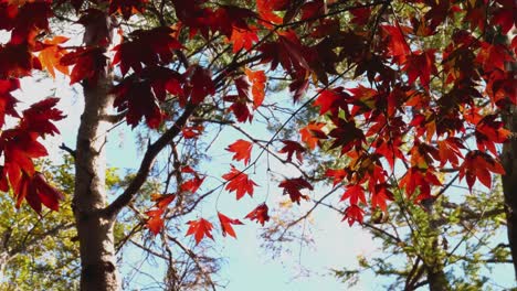 close up of autumn maple leaves in the breeze in the japanese countryside