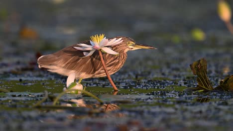 Indian-Pond-heron-Fishing-in-water-lily-pond