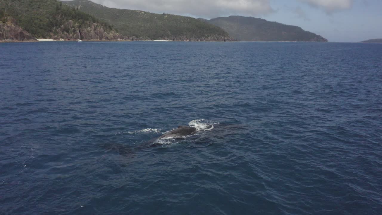 Adult Humpback whale spouts rainbow while baby calf breaches nearby