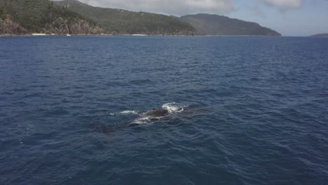 adult humpback whale spouts rainbow while baby calf breaches nearby