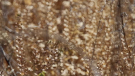 Pull-focus-to-defocused:-Golden-steppe-grasses-on-hot-western-day