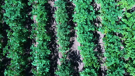 Potato-Field-Aerial-View