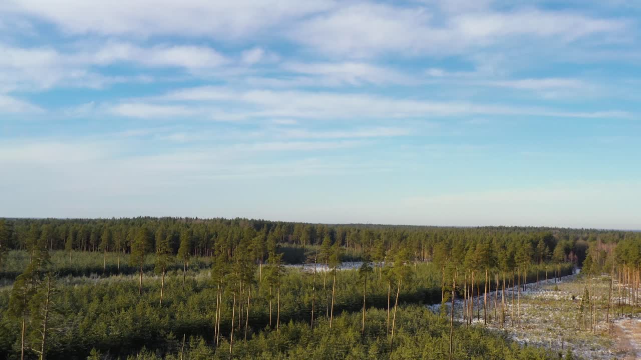 bosque de pinos en invierno con un poco de nieve en europa central