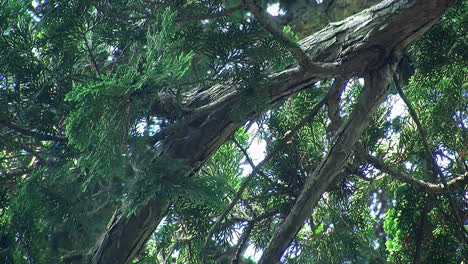 The branches and leaves of a hinoki tree 
