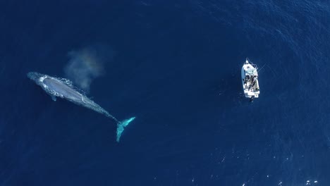 ballena azul gigante pasa el rato junto al barco