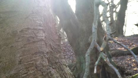 Closeup-mossy-woodland-forest-tree-trunks,-Emerging-sunshine-shining-through-branches