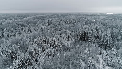 Un-Dron-Aéreo-Se-Disparó-Hacia-Adelante-Sobre-Un-Hermoso-Bosque-De-Pinos-Y-Abetos-Cubierto-De-Nieve-En-Un-Día-Nublado