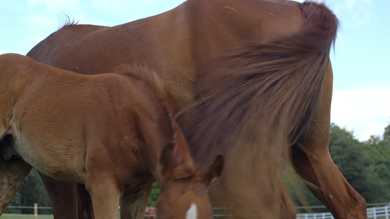 Primer plano de un hermoso potro joven de pie junto a una yegua en un campo